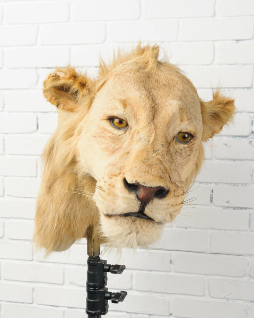 Front view of Lion
