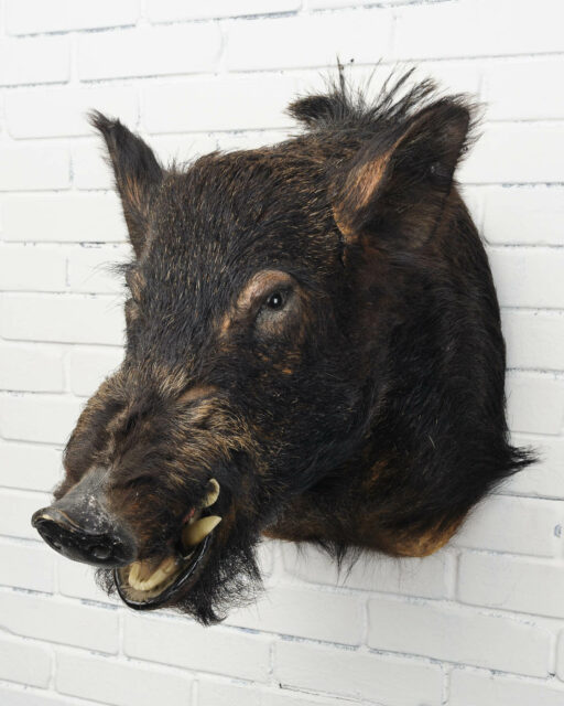 Front view of Black Boar