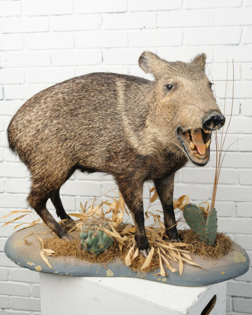 Front view of Standing Boar