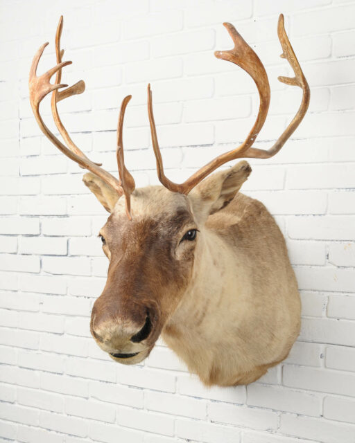 Front view of Large Elk Mount