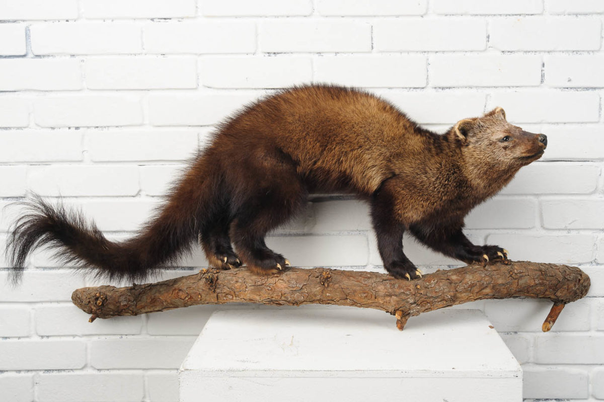 TX026 Fisher Cat Prop Rental | ACME Brooklyn