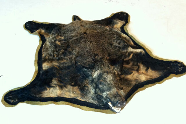 Front view of Boar Skin Rug