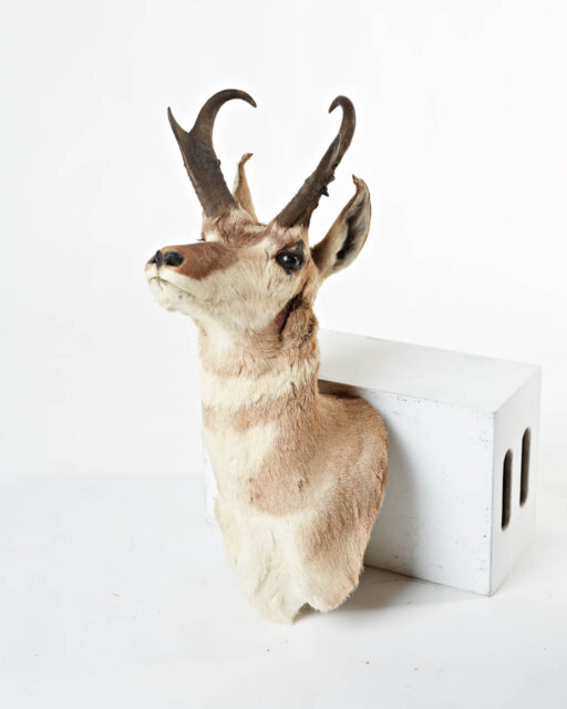 Front view of Blond Deer