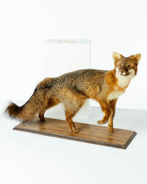 Front view of Forest Fox