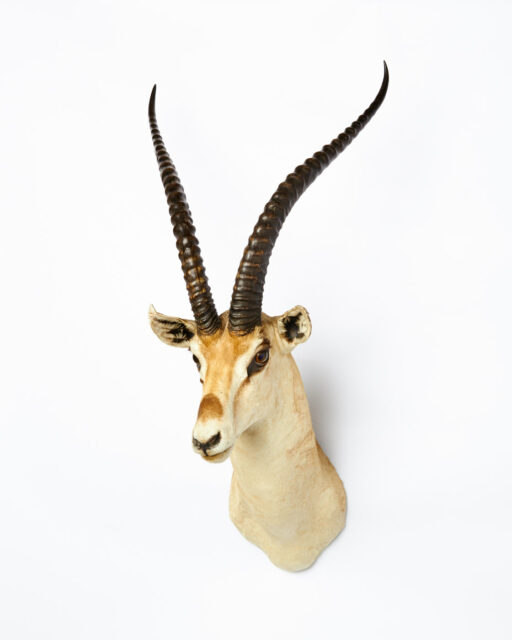 Front view of Horned Gazelle