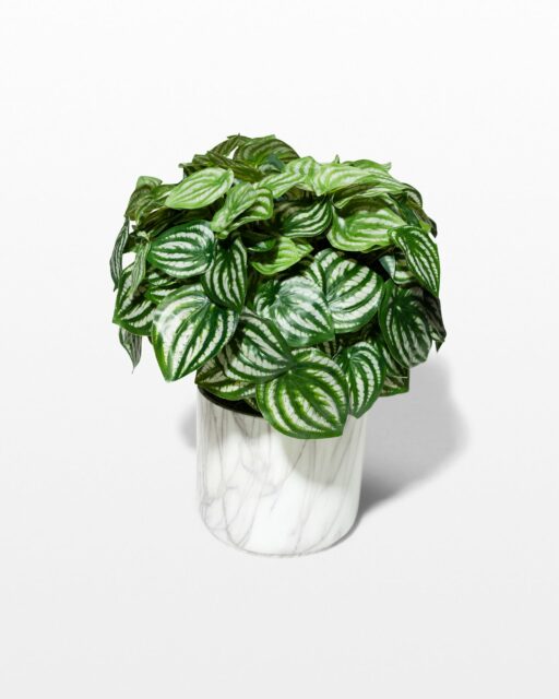 Front view of Britt Potted Faux Peperomia Plant