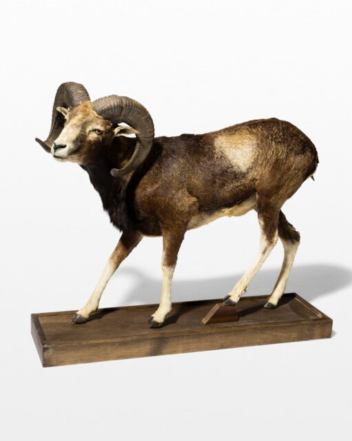 Front view of Mountain Ram