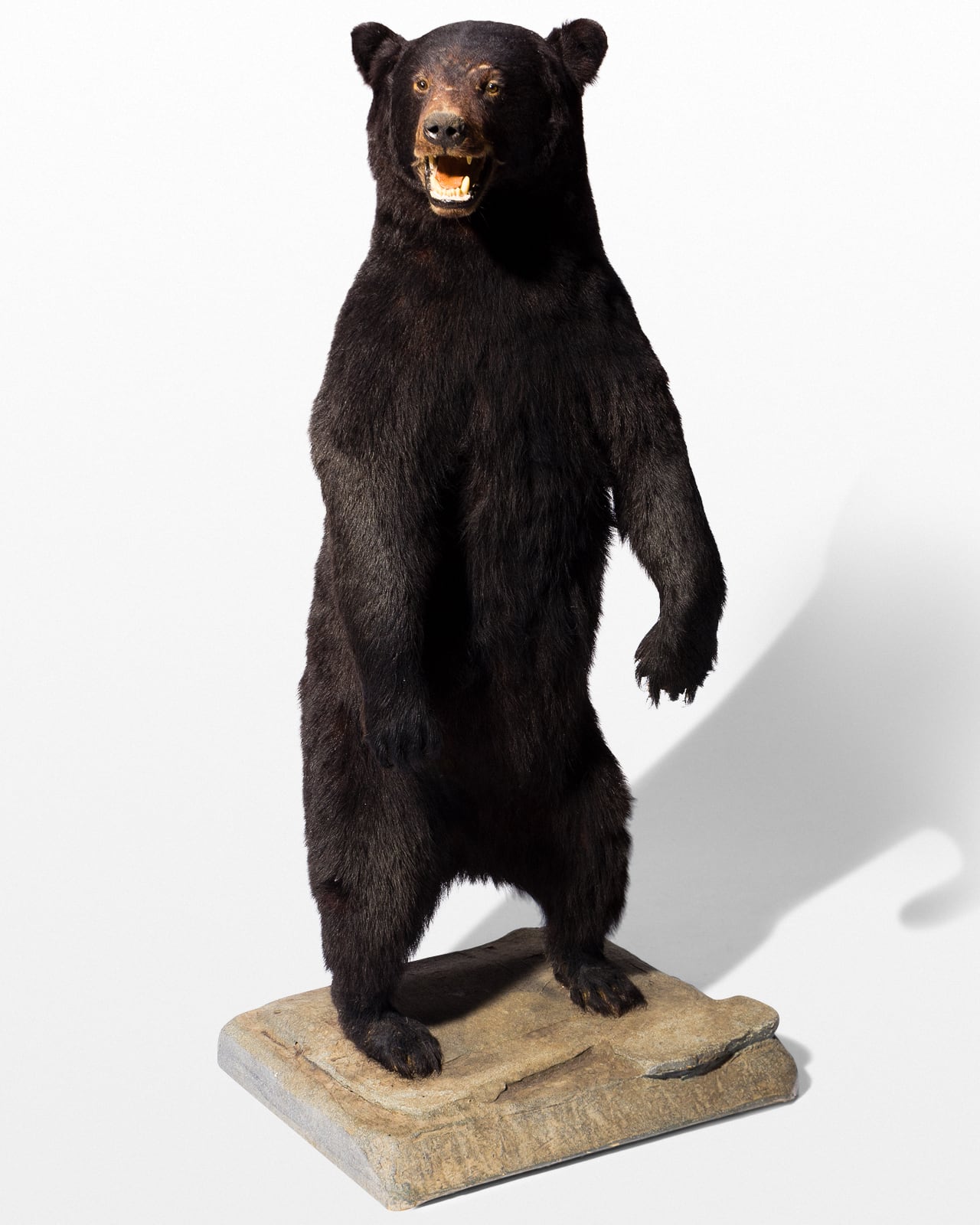 TX115 Oswald Standing Bear Prop Rental - ACME Brooklyn TX115 Oswald Standing Bear Prop Rental - ACME Brooklyn