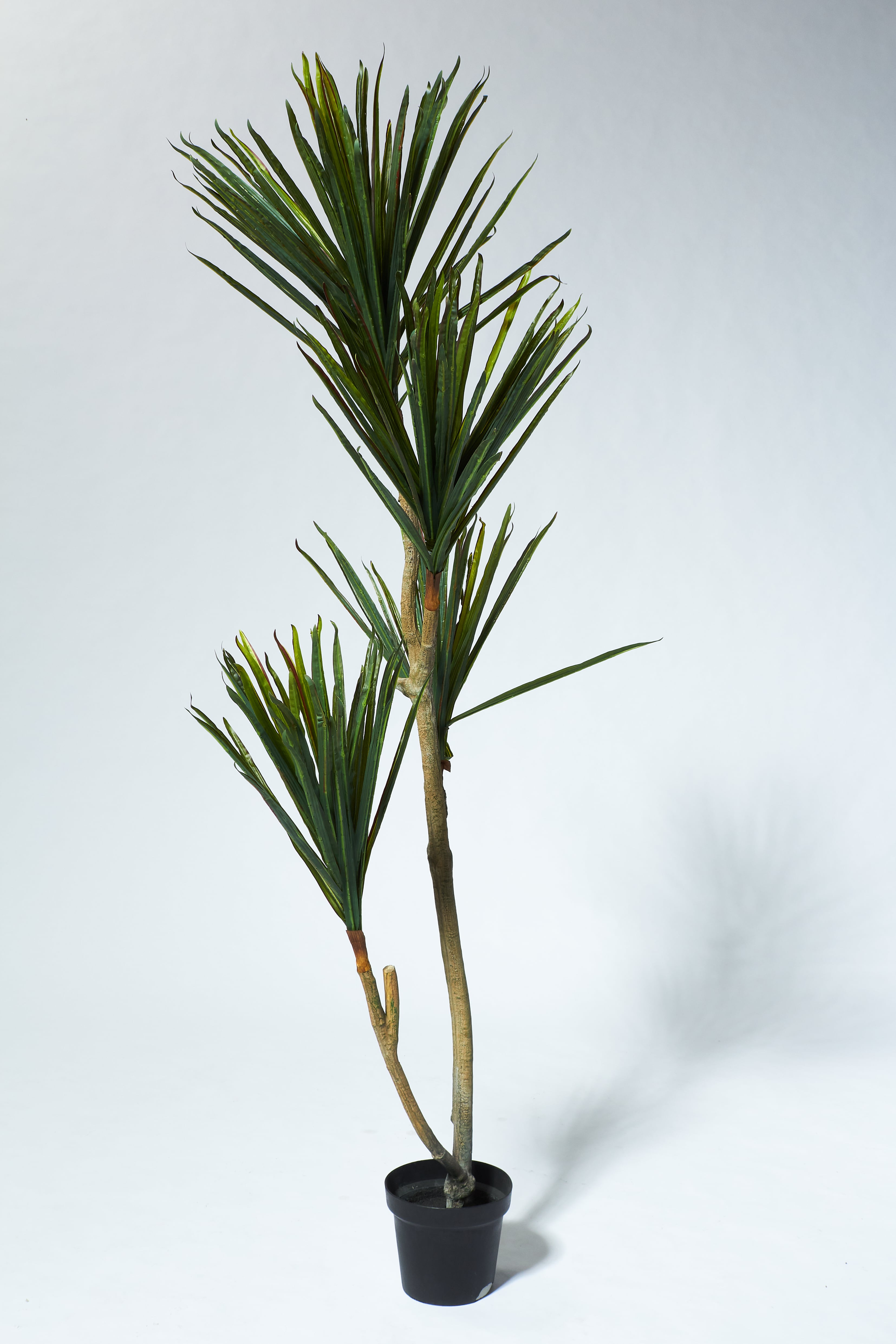 FP021 Bay Potted Yucca Tree Prop Rental | ACME Brooklyn