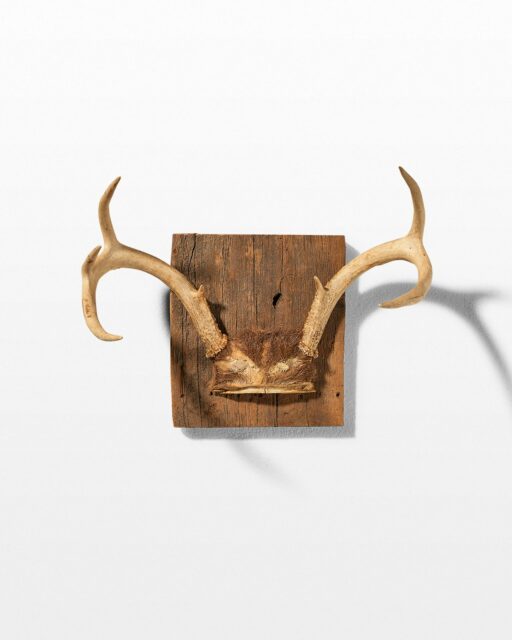 Front view of Square Antler Mount