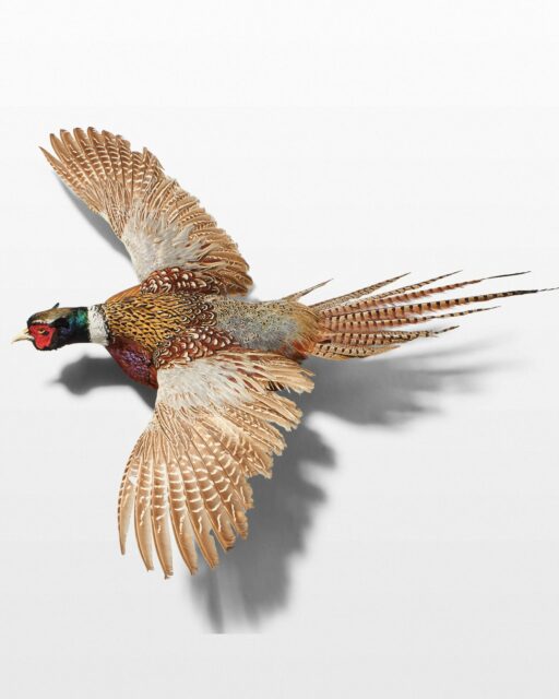 Front view of Pheasant in Flight Wall Mount