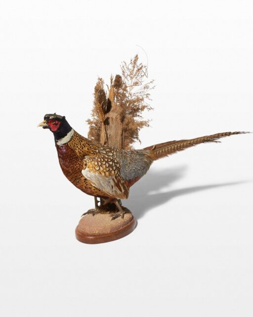 Front view of Standing Pheasant In Foliage