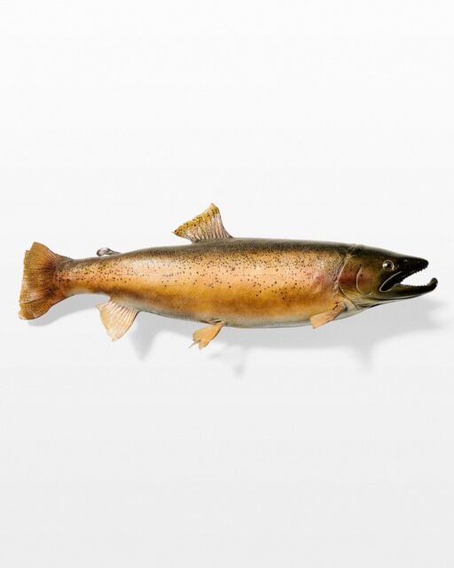 Front view of Bora Taxidermy Fish