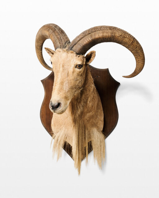Front view of Bighorn Sheep Taxidermy