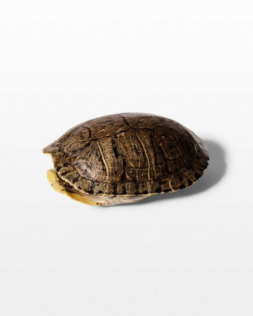 Front view of Mitch Turtle Shell