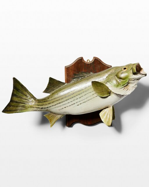 Front view of Laken Taxidermy Fish Mount