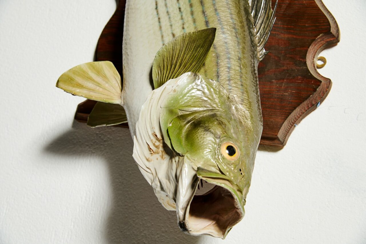 TX128 Laken Taxidermy Fish Mount Prop Rental - ACME Brooklyn