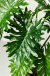 Alternate view thumbnail 3 of Ferry Potted Faux Monstera Plant