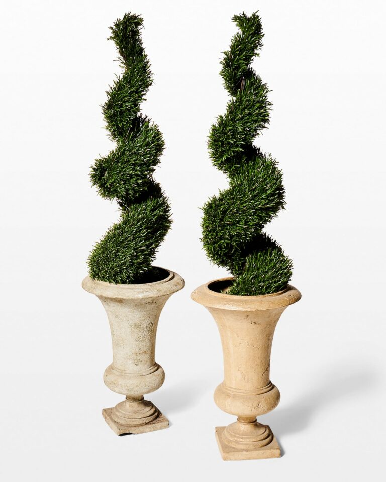 Front view of Rosemary Topiaries in Planters Pair