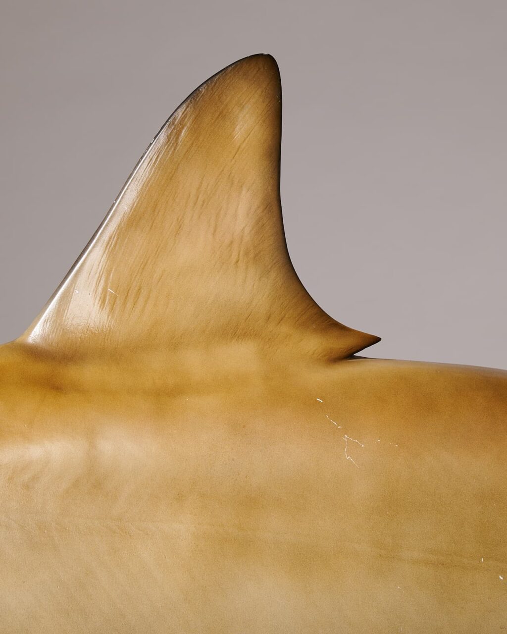 TX145 Hammerhead Shark Prop Rental - ACME Brooklyn