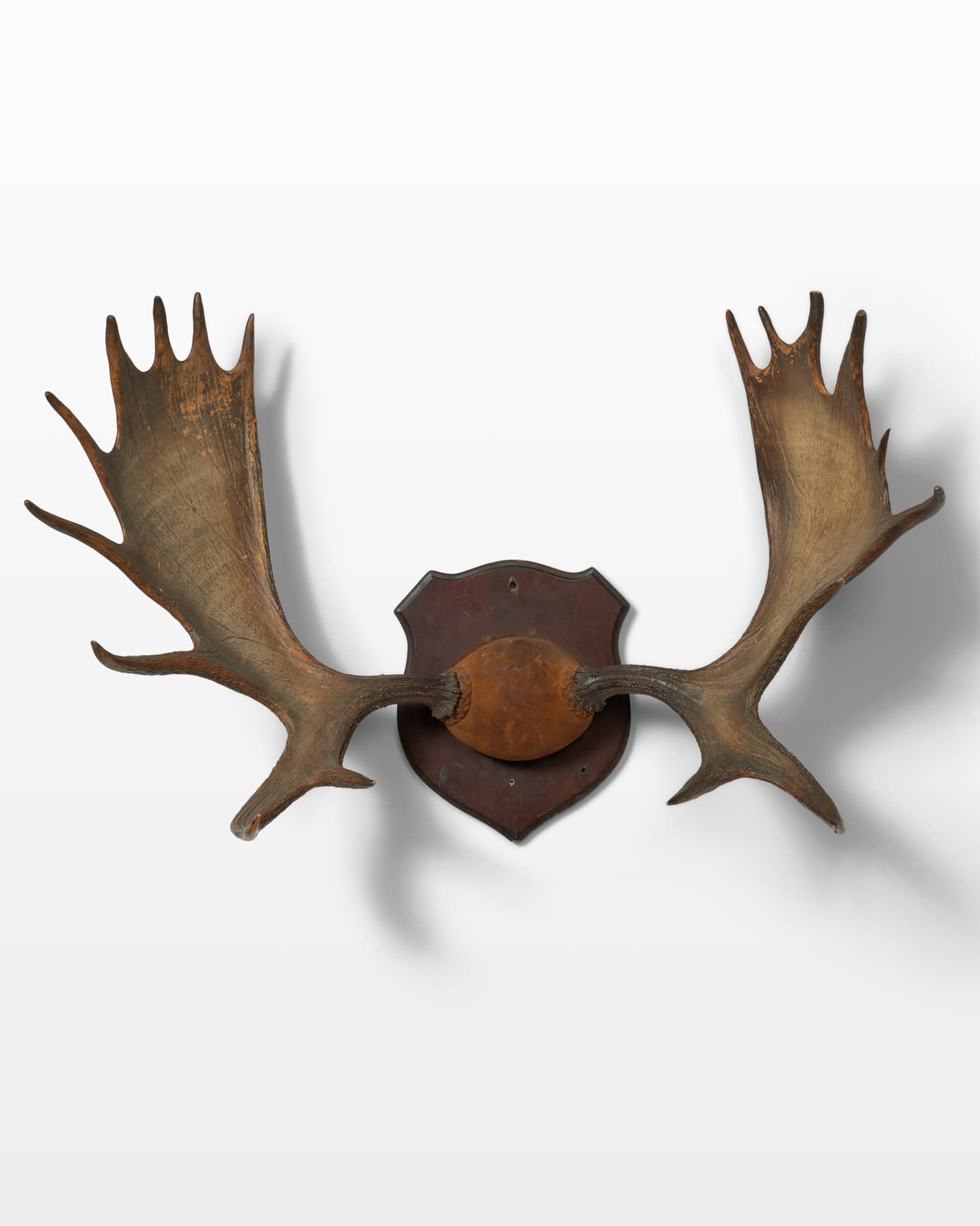 VENISON ANTLER LL２個、L 1個の3個セット送料込、匿名配送‼️ TX025 Moose Antlers Prop Rental - ACME Brooklyn