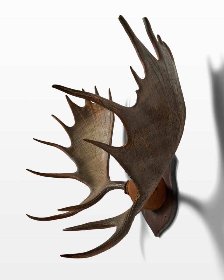 TX025 Moose Antlers Prop Rental - ACME Brooklyn
