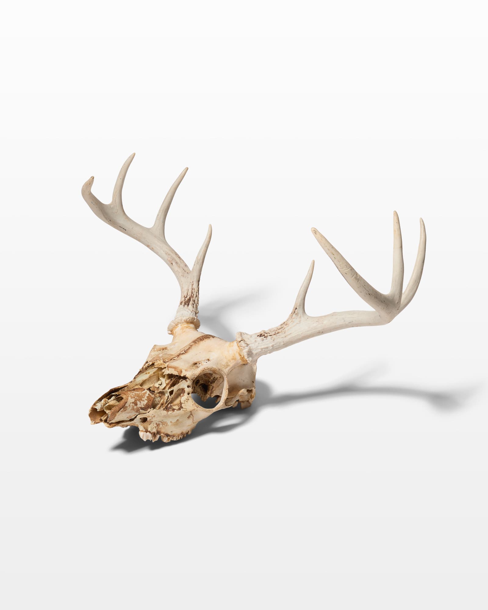 TX049 Marin Deer Skull with Antlers Prop Rental - ACME Brooklyn