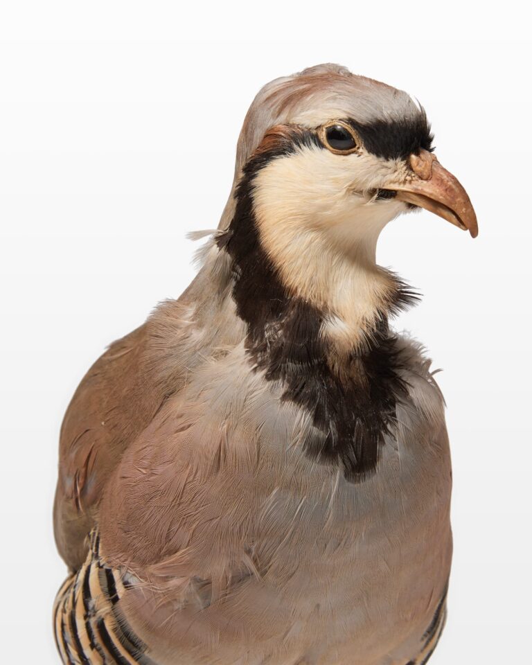 TX100 Iris Bird Prop Rental - ACME Brooklyn